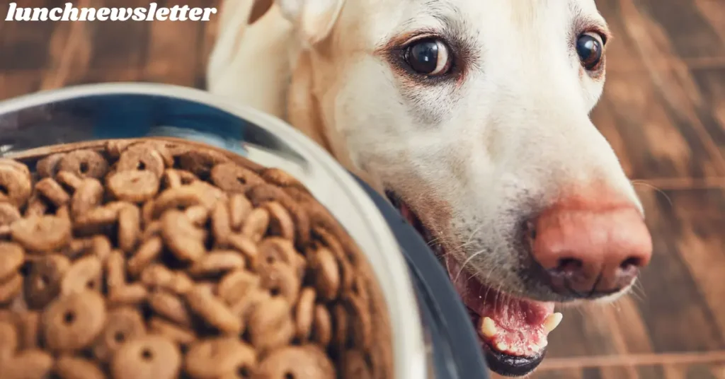 Black and Gold Dog Food – Reviews, Nutrition & Prices black and gold dog food – reviews, nutrition & prices